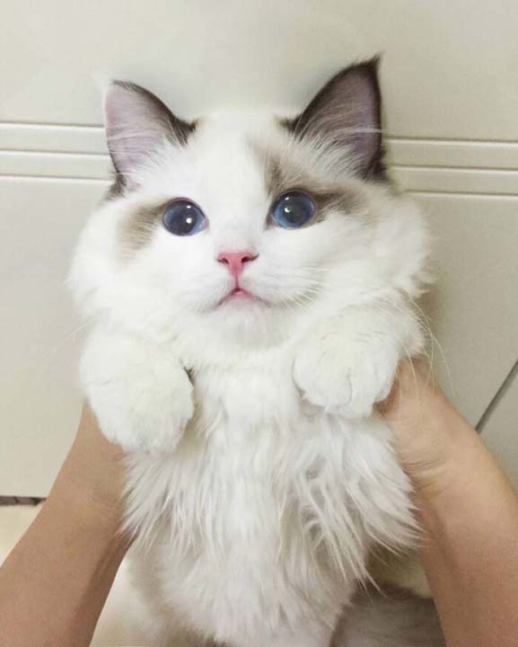 What Ingredients Should Be In Cat Food? 5 Cat 2