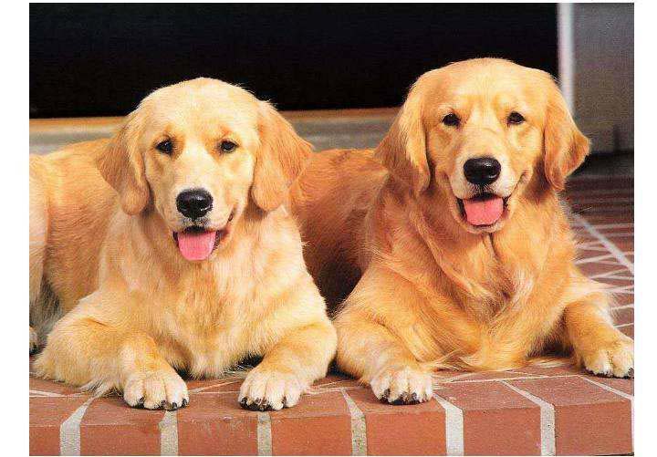 Chien Golden Retriever