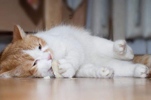 3 Differences Between Dog Food And Cat Food 4 Cat
