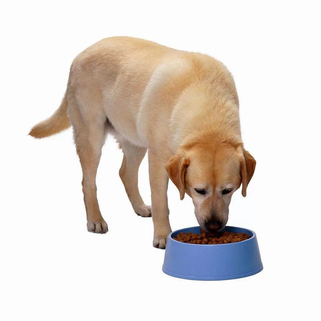 Dog Food Making Machine Sold To South Africa 1 Dog