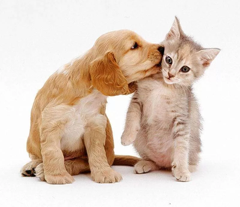 Dog Food Making Machine Sold To South Africa 3 Dog and cat