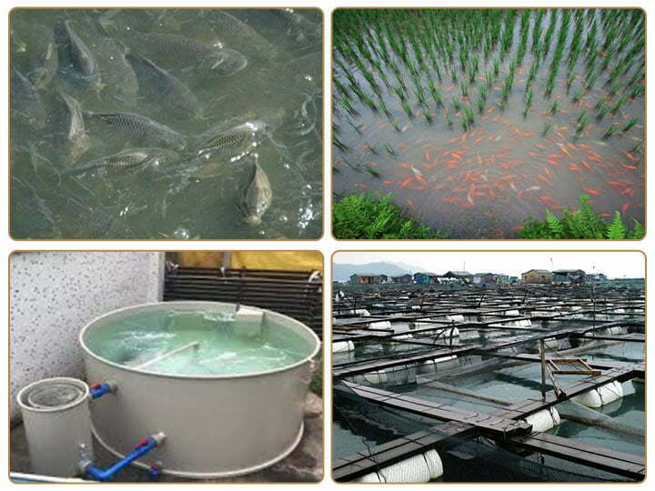 Granulés flottants de nourriture pour poissons pour l’élevage de poissons