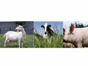 Pellet Machine Makes Raising Cattle, Sheep and Pigs Easier