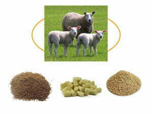 animal feed