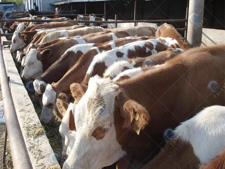 Les granulés de machine à granulés d'alimentation animale réduisent les maladies du bétail