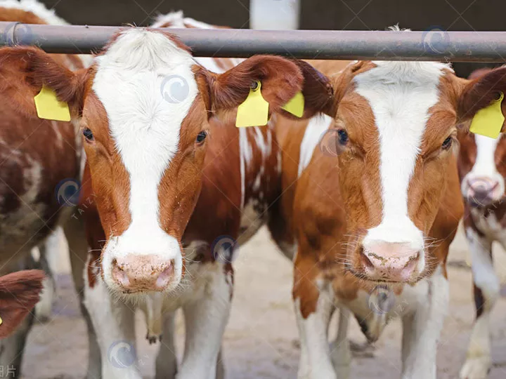 Alimentación de pellets para alimentación animal