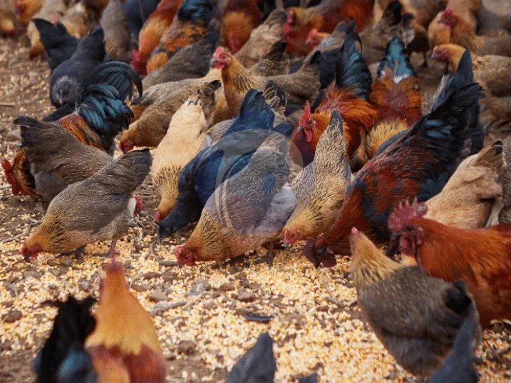 broiler feed farm