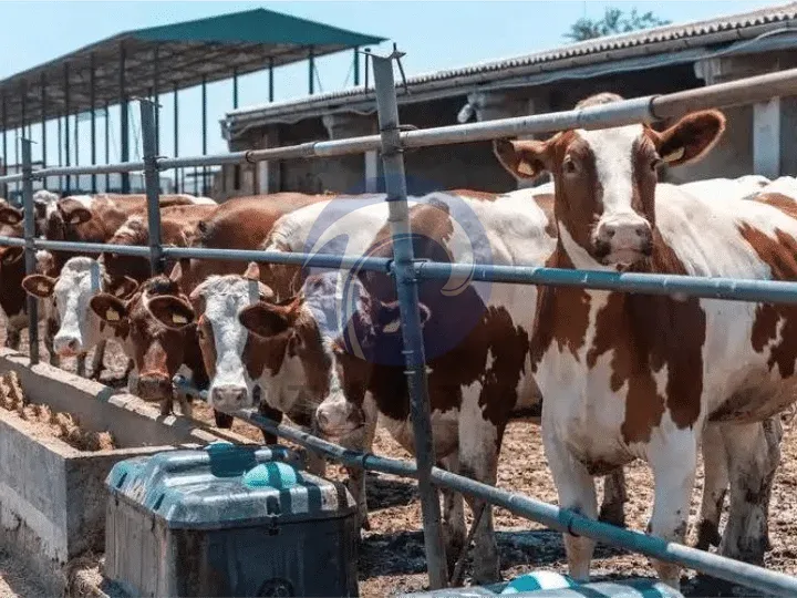 Zambian livestock farm