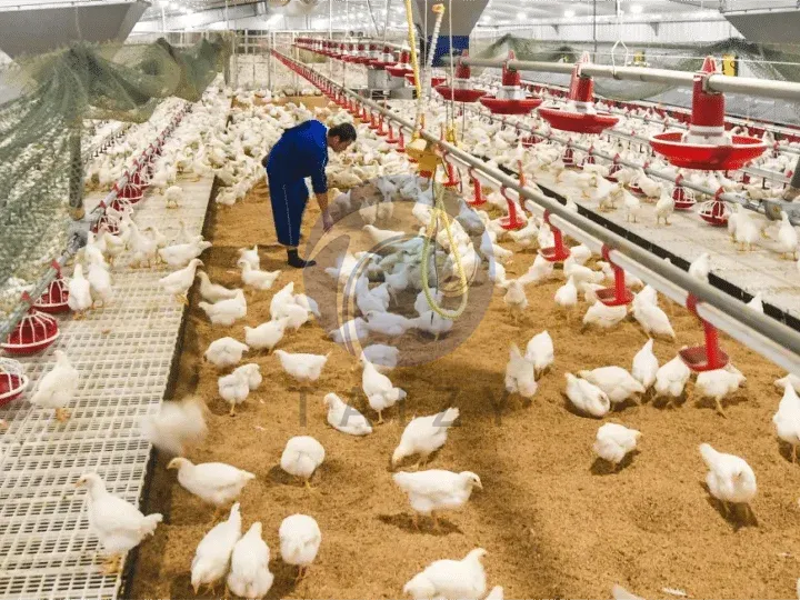 broiler farms