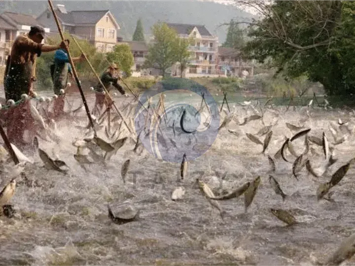 fish farming business