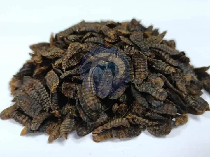 black soldier fly larvae