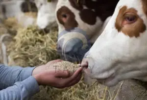 alimentación en pellet para vacas