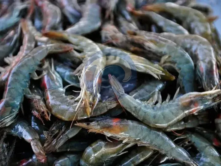 Shrimp farming in ecuador