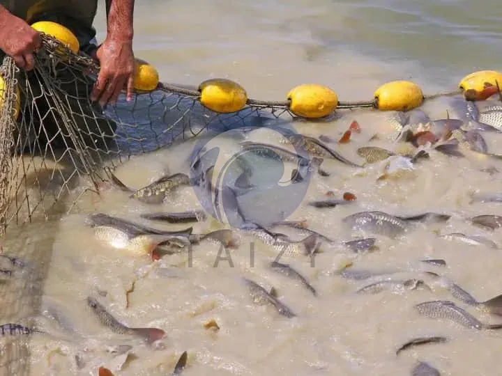 Tilapia farming
