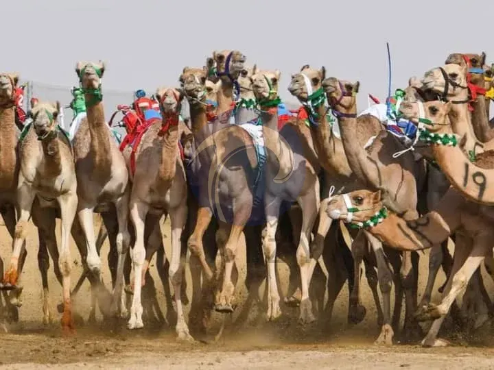 camel race