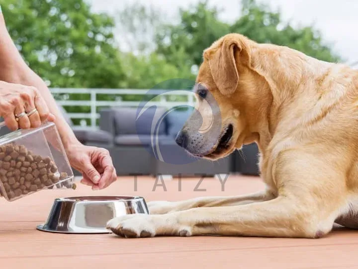 выбирайте правильную еду для собаки