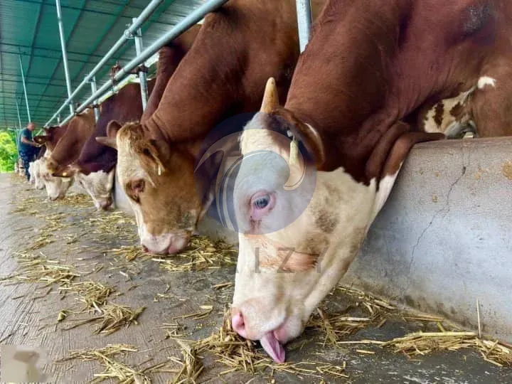 cows eat corn stalks