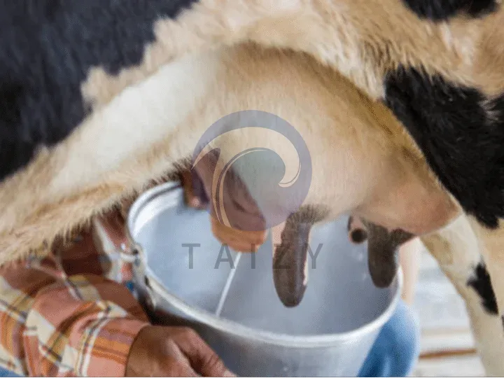 farm milking