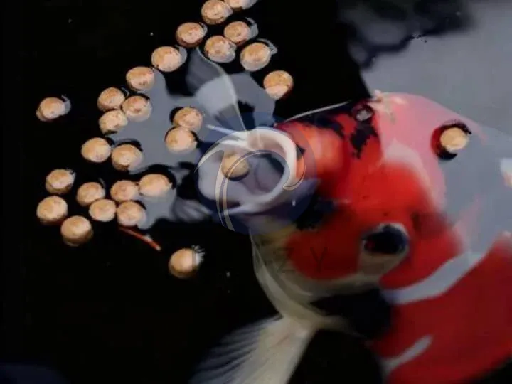 fish eat pellets
