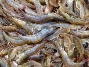 pacific white shrimp farming