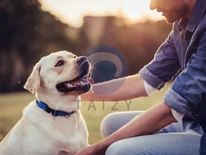 собака, играющая со своим владельцем