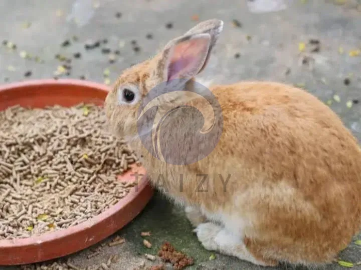 rabbit eat pellets food