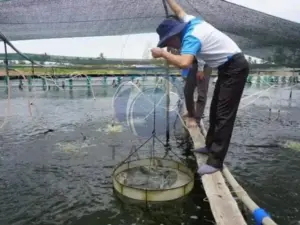 small-scale vietnamese aquaculture farmers