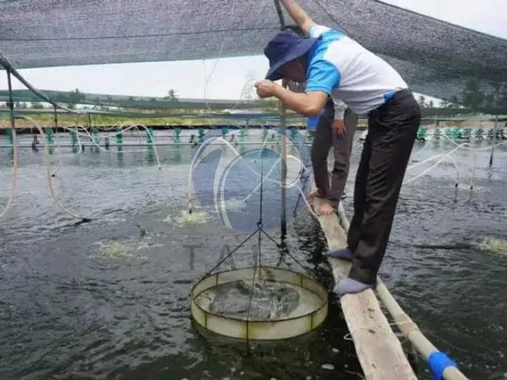छोटे पैमाने के वियतनामी मत्स्य पालन किसान