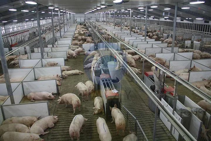 Pig farming is the practice of raising pigs for pork production and breeding. It requires nutritious feed to support healthy growth and efficient weight gain.