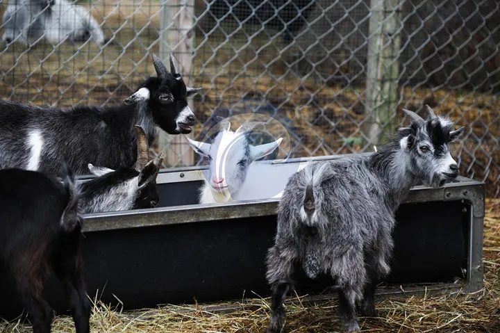 Sheep farming involves raising sheep for meat, wool, and milk production. Balanced feed helps improve animal health, growth performance, and productivity.