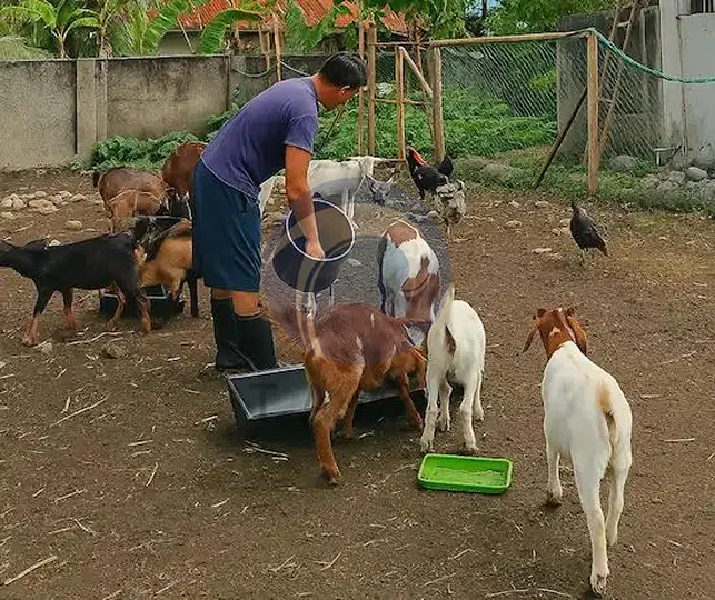 Family-owned cattle, goat, sheep, or pig farm using homemade feed pellets