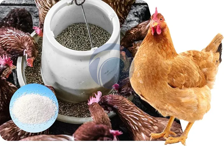 Small-scale chicken farm with hundreds of chickens feeding on pellet feed