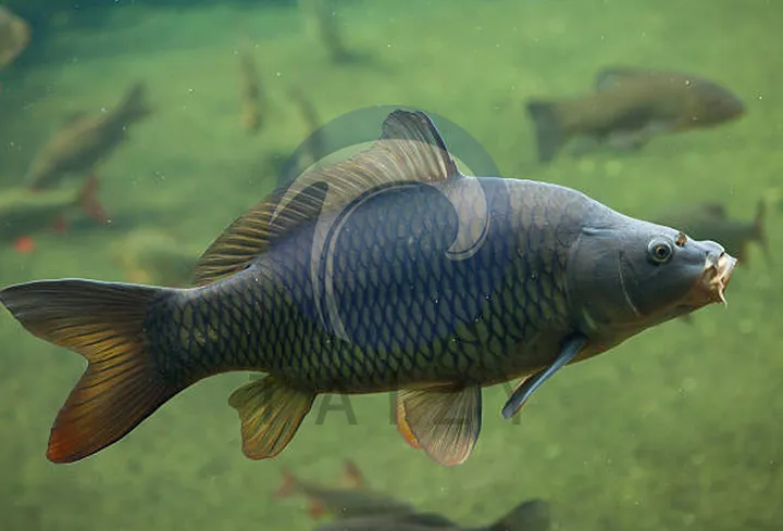 carp