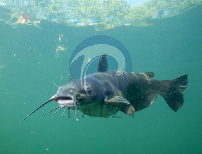 catfish