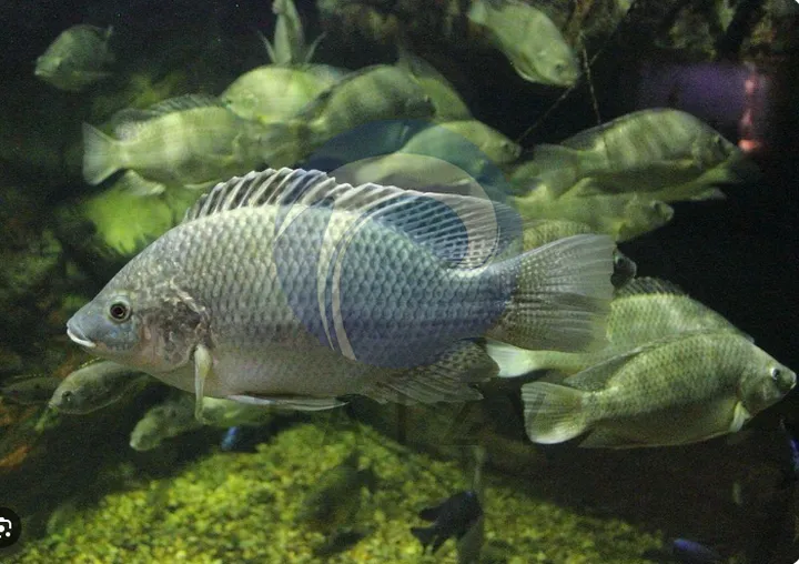 tilapia fish
