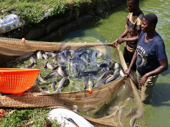 catfish for fish feed making machine