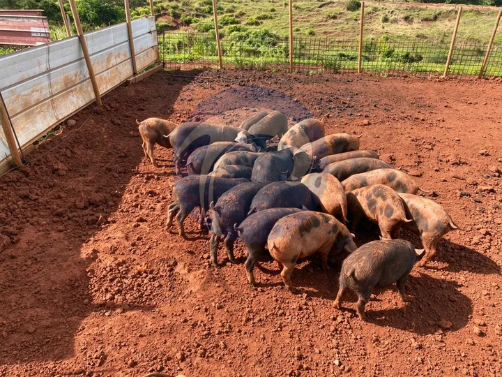 pig